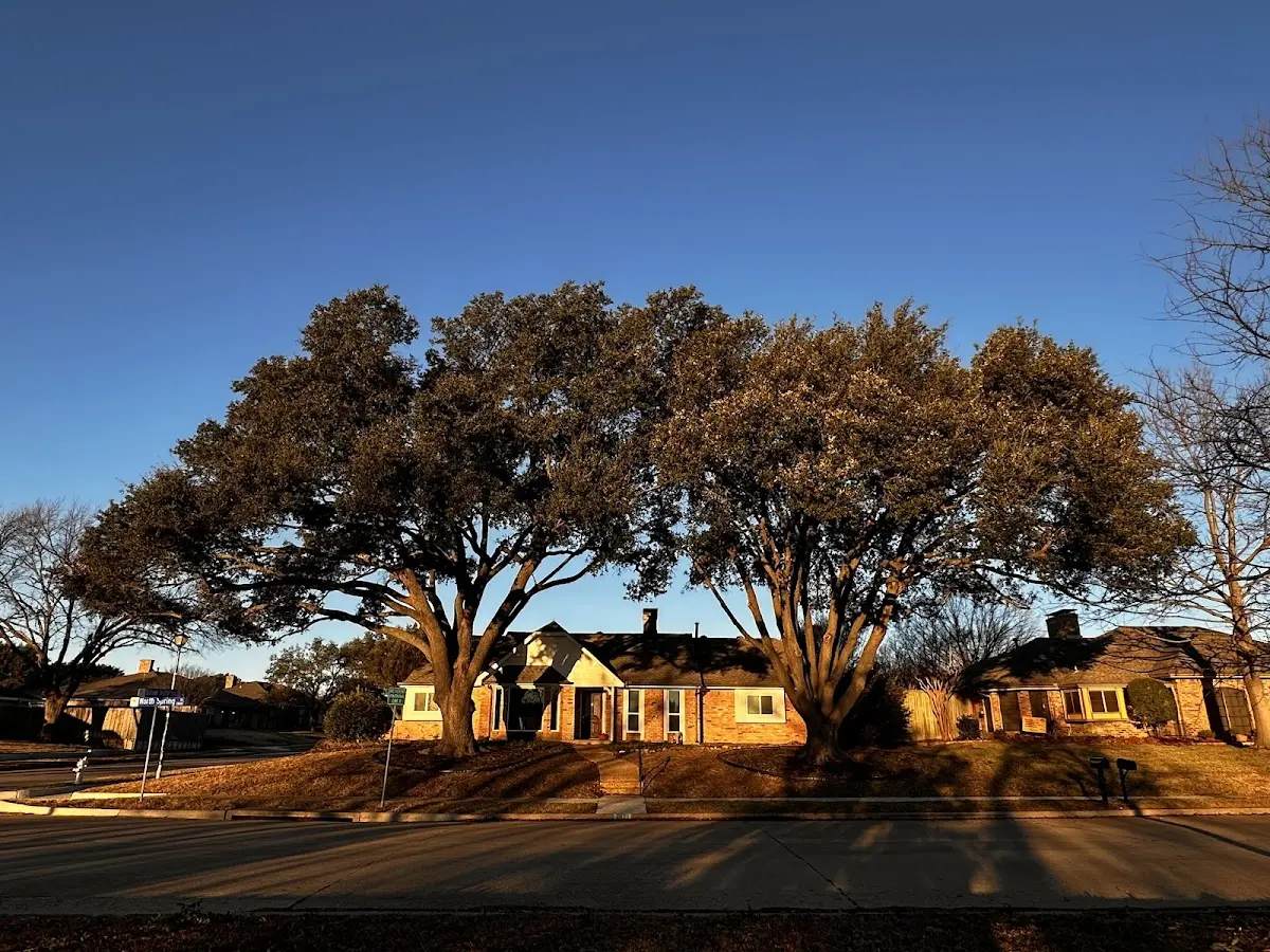 Established residential canopy tree shading a home in Placerville